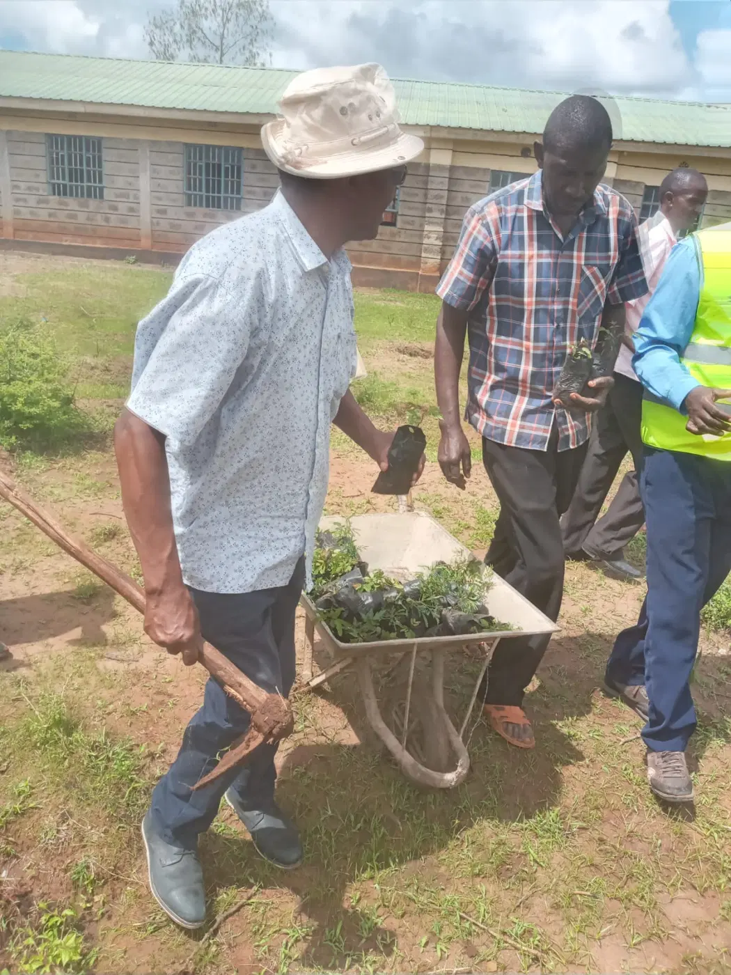 Seedlings ready to be carried to the planting area.