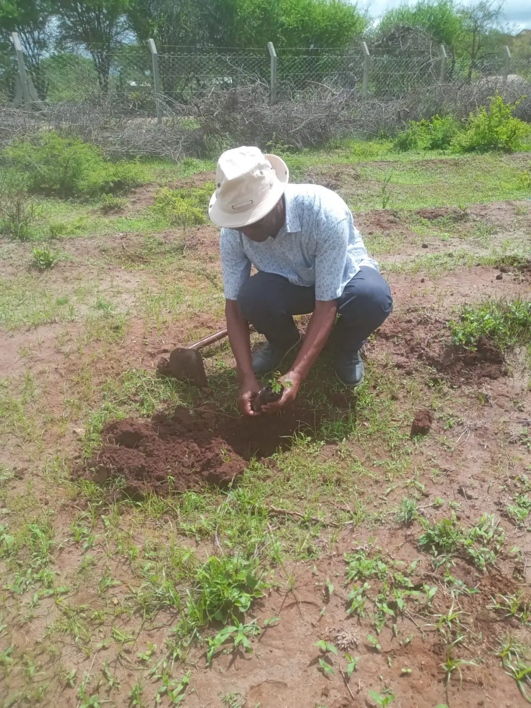An alumnus plants a young tree in the school compound.