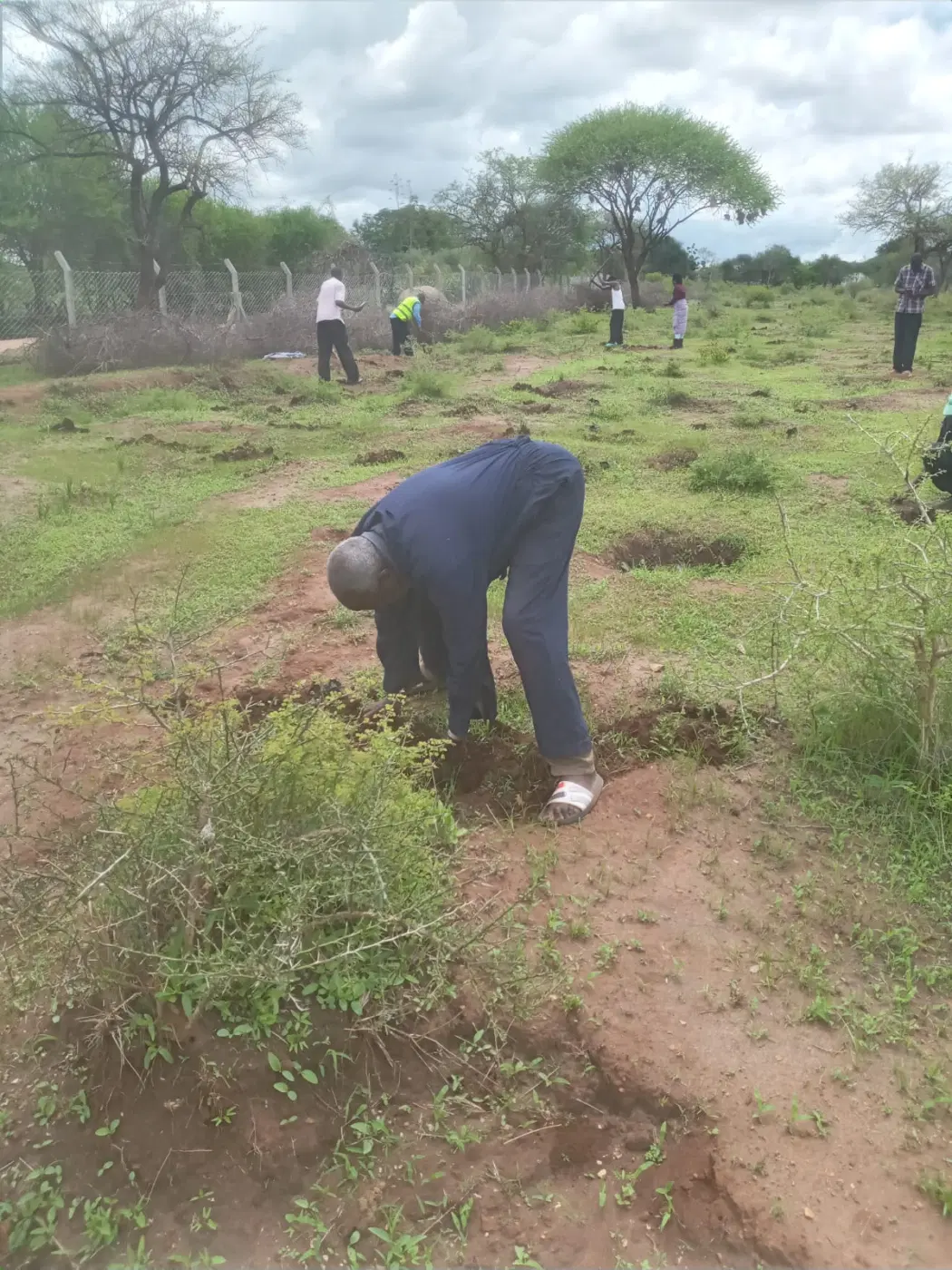 Preparing the ground for another seedling.