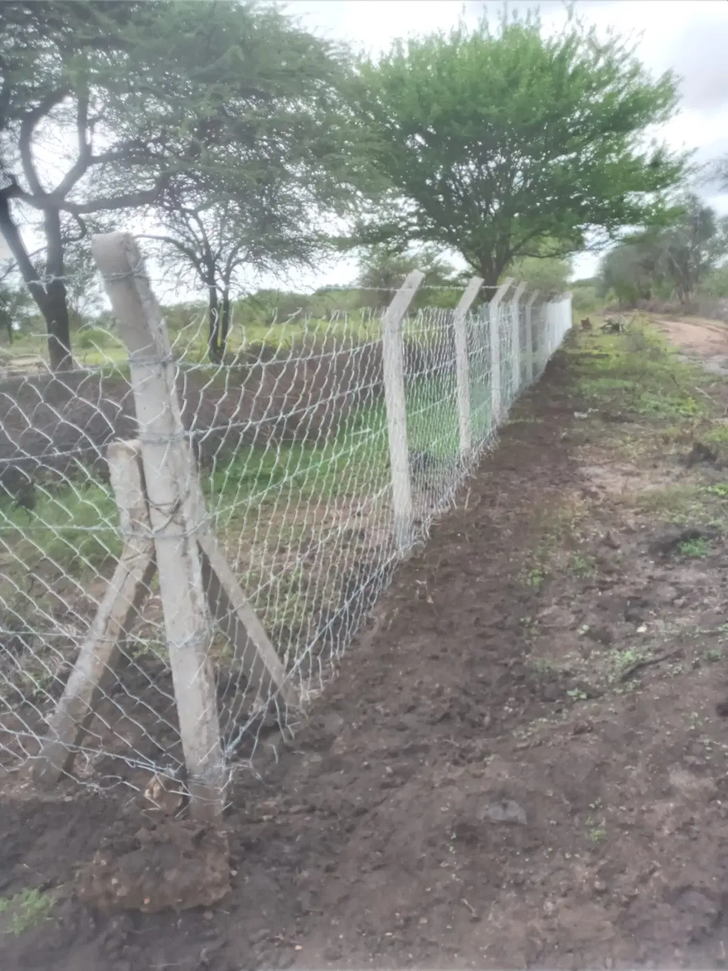 The boundary fence helps protect the school grounds and young trees.